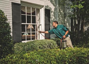 شركة لرش الحشرات بالرياض